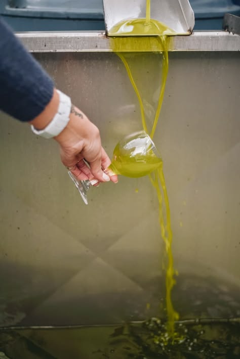 Fresh olive oil flowing from the press
